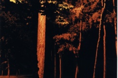 landscape25